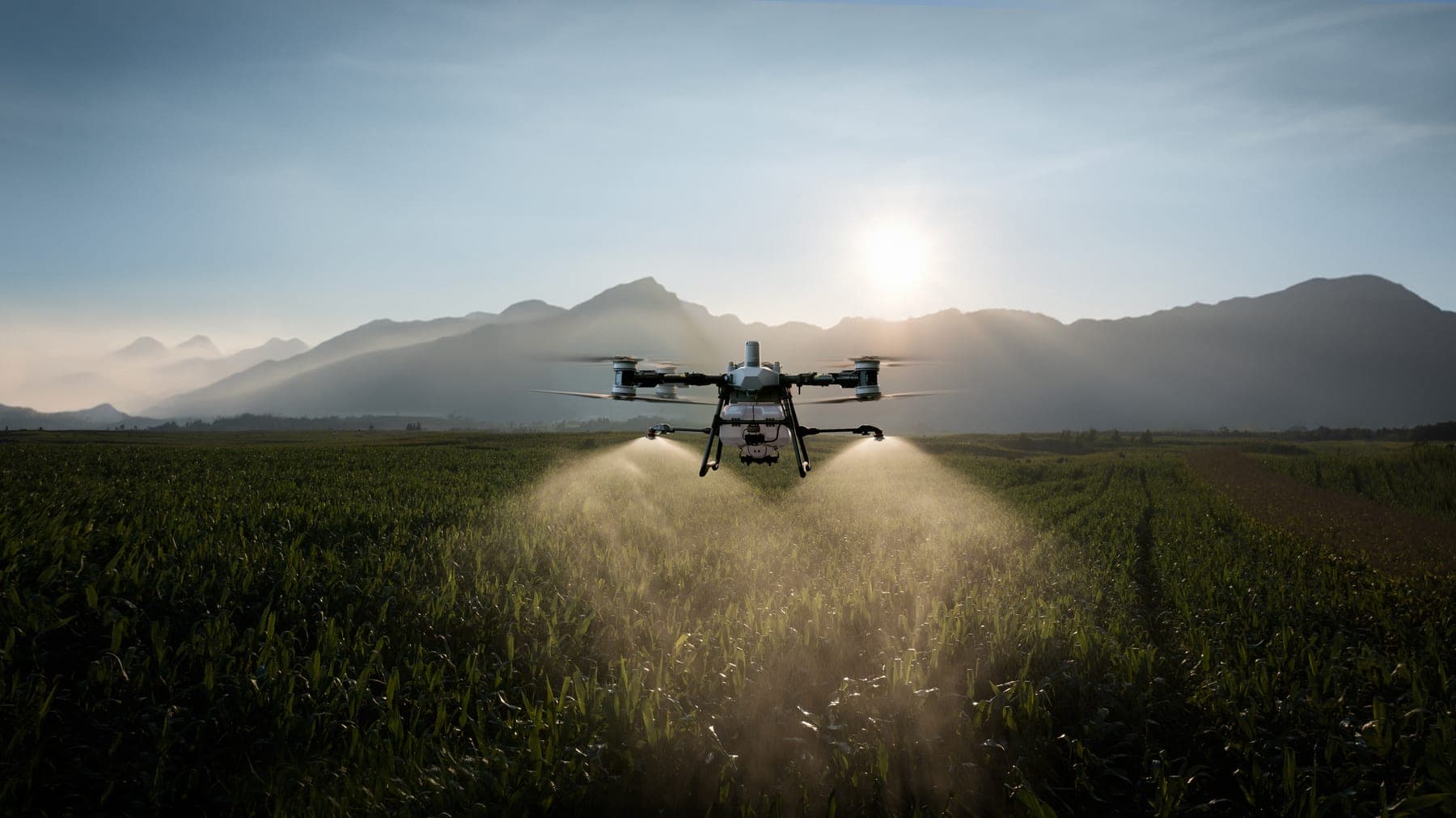 A DJI Agras T100 spraying a crop at sunrise, spray fanning out beneath it