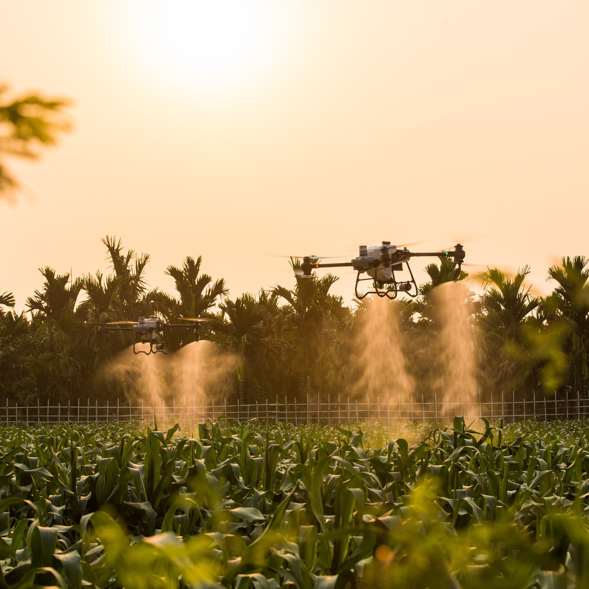 Two DJI Agras T50s spraying a maize crop at golden hour, drift lit by the low sun